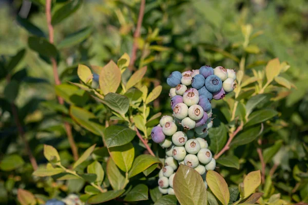 Blueberry Farm Bunch Ripe Fruits Tree Harvest Season Izmir Turkey — Stock Photo, Image