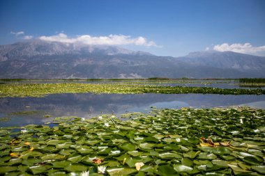 Trkiye - Denizli - Isikli Gölü 'nde çiçek açan Lotus Çiçekleri.