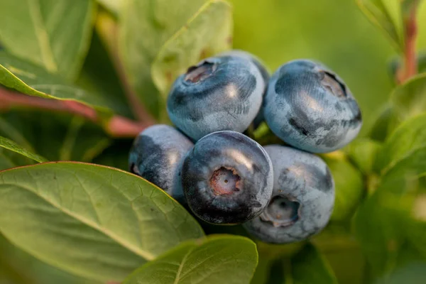 Ferme Bleuets Avec Bouquet Fruits Mûrs Sur Arbre Pendant Saison — Photo