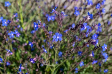 Yabani çiçekler - unutma-beni-çiçekleri, Barrelier 'in böcek ilacı veya Sahte alkanet - Anchusa barrelieri- Türkçe adı; sığır dili