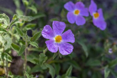 Leylak çiçekli ladin bitkisi (Cistus Creticus )