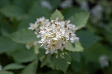 Böğürtlen çiçeği (Rubus canescens) beyaz çiçeklerle
