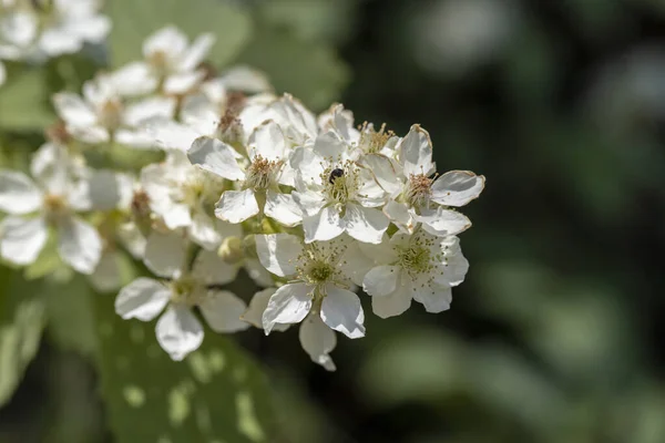 Квіти Блекбері Rubus Canescens Білими Квітками — стокове фото