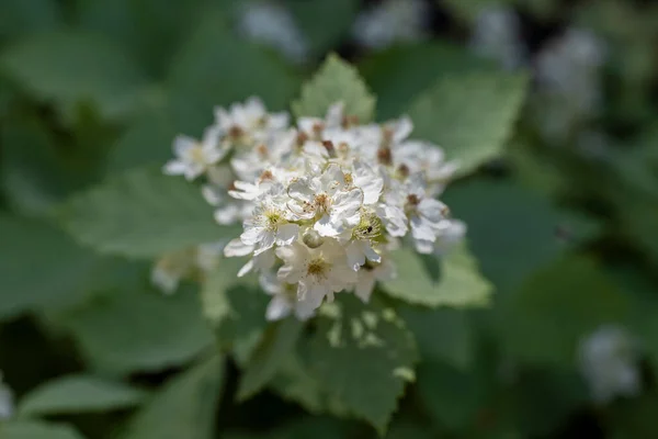 Цветок Ежевики Rubus Canhensens Белыми Цветками — стоковое фото