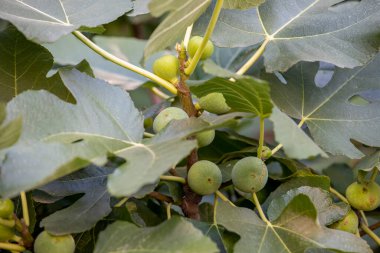 İncir ağacı dalları (Ficus carica) veya Anjeer Fruit veya Common Fig meyveleri veya yeşil yaprak incirleri, doğada incir ağaçları. seçici odak