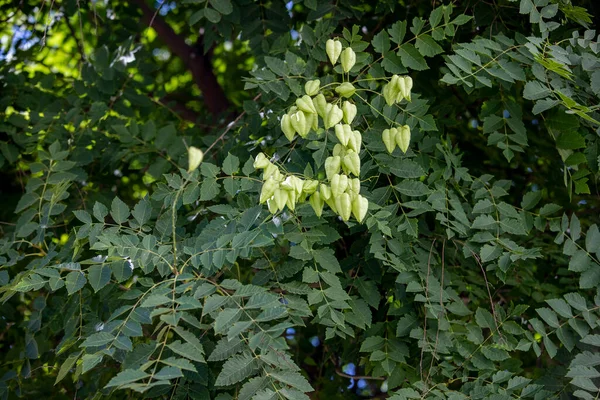Soft Green Seed Pods Koelreuteria Paniculata Butterfly Lamp Lantern Tree — Stock Photo, Image
