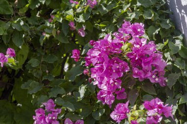 Pembe Bougainvillea çiçekleri gün ışığında çiçek açıyor..
