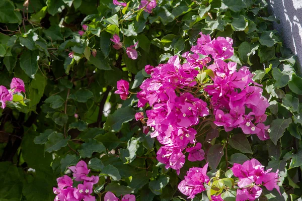 Pink Bougainvillea Flowers Blooming Sunlight — Stock Photo, Image