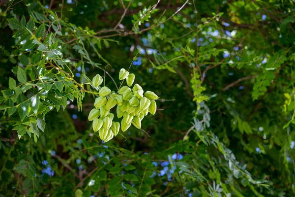 Soft Green Seed Pods Koelreuteria Paniculata Butterfly Lamp Lantern Tree — Stock Photo, Image