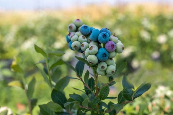 Blueberry Farm Bunch Ripe Fruits Tree Harvest Season Izmir Turkey — Stock Photo, Image