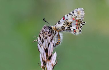 Bir bitkinin üzerindeki orman kabuklu kelebeği (Zerynthia cerisyi)