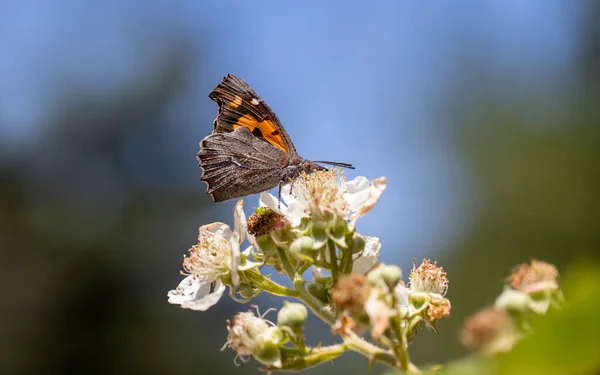 Hackberry Butterfly Libythea Celtis Sur Une Mûre — Photo