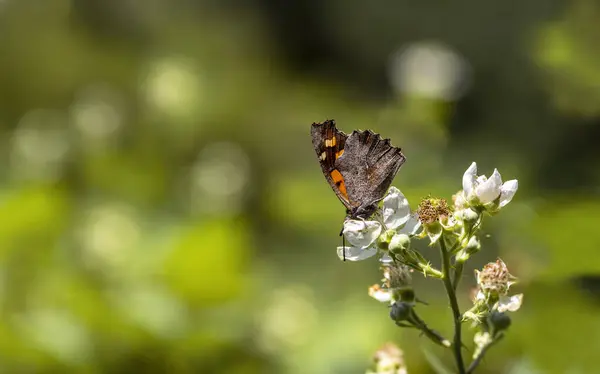 Hackberry Butterfly Libythea Celtis Una Planta Mora — Foto de Stock