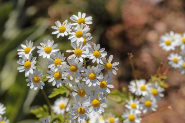 Tanasetum partenyum. Bitki, 70 cm yüksekliğinde keskin kokulu yaprakları olan küçük bir çalıya dönüşen uzun ömürlü bir bitkidir. Papatya gibi göze çarpan çiçekleri var..
