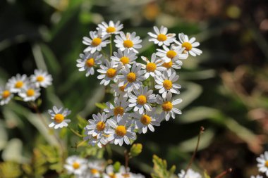 Tanacetum parthenium .The plant is a herbaceous perennial that grows into a small shrub up to 70 cm high, with sharp-smelling leaves. It has conspicuous daisy-like flowers. clipart