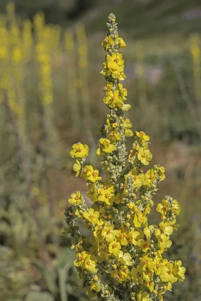 Verbascum. Cowtail Grass, Çayırgiller (Rowagrass) familyasından bir çim türü. Sarı çiçekli bitkinin ana merkezi Avrasya 'dır..