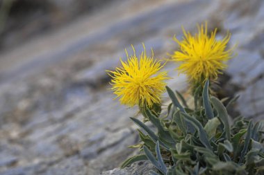 Centaurea thracica, sarı başlı devedikeni.