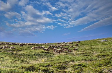 Dağda otlayan koyun sürüsü