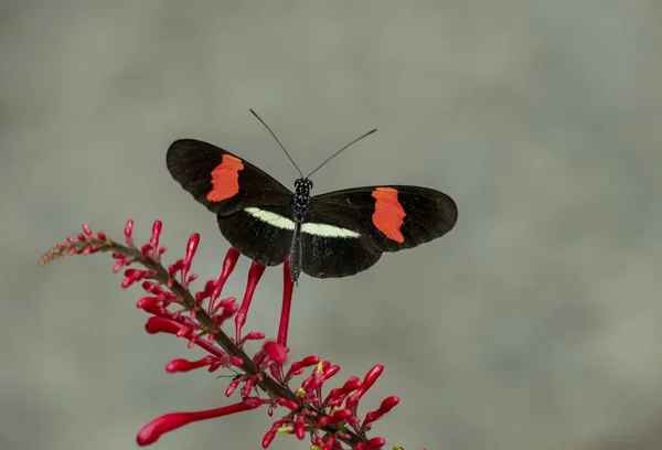 Heliconius Erato Cartero Rojo Una Las Especies Mariposas Neotropicales Pertenecientes — Foto de Stock