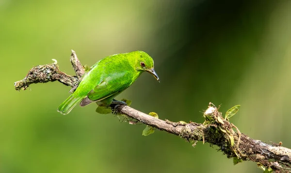 Guêpe Verte Est Petit Oiseau Famille Des Tanagers Trouve Dans — Photo