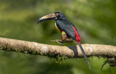 Kosta Rika 'da yakalı bir Aracari tukan.