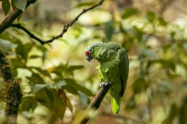 Amazona autumnalis. Kırmızı-loreal amazon ya da kırmızı-loreal papağan, Amerika kıtasının tropikal bölgelerinde yetişen ve doğu Meksika 'dan güney Ekvador' a kadar uzanan nemli ve yarı yapraklı ormanlarda yaşayan Amazon papağanı türüdür.
