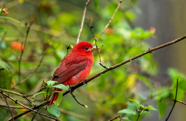 Kızıl Ispinoz Ispinozgiller Fringillidae Familyasından Ötücü Bir Kuş Türü — Stok fotoğraf