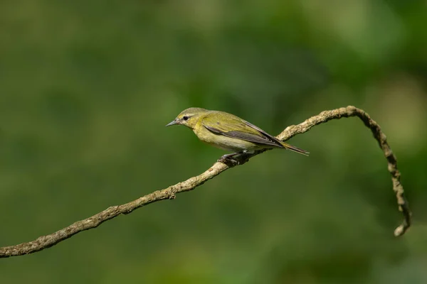 Tennessee Warbler New World Warbler Breeds Eastern North America Winters — Stock Photo, Image