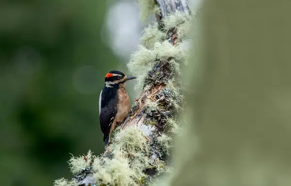 Pied Woodpecker Dendrocopos Syriacus Uma Espécie Pica Pau Adaptada Para — Fotografia de Stock