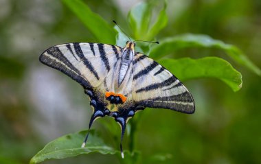 Erik Kırlangıcı Kelebeği (Iphiclides podalirius)