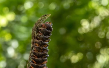 Anolis transversalis, Dactyloidae familyasından bir kertenkele türüdür. Venezuela, Ekvador, Peru, Kolombiya, Brezilya ve Bolivya 'da yaşar..