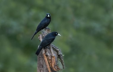 Kızıl popolu cacique, Yeni Dünya 'da Icteridae familyasından bir kuş türü..