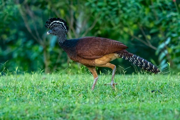 Grande Curassow Grande Pássaro Faisão Floresta Tropical Neotropical Sua Gama — Fotografia de Stock
