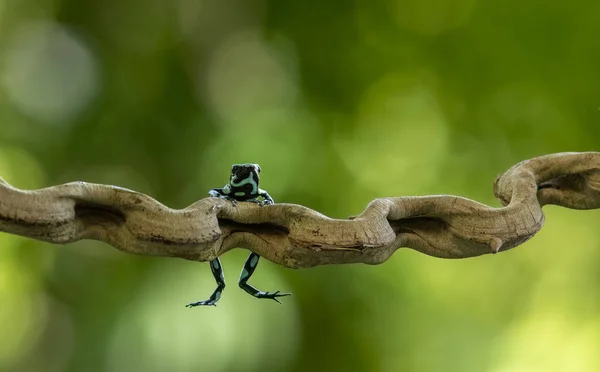 Green Black Poison Dart Frog Dendrobates Auratus Inglês Tropical Rainforest — Fotografia de Stock