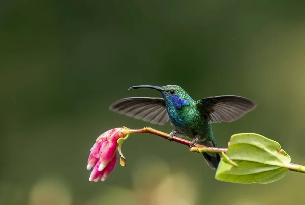 Koliber Zielony Fioletowe Ucho Colibri Thalassinus Siedlisku Przyrodniczym Ptak Lasów — Zdjęcie stockowe