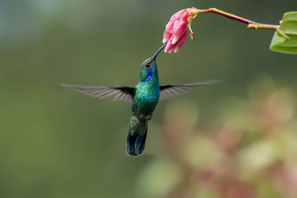 Kolibrie Groen Violet Ear Colibri Thalassinus Vogel Vliegen Naast Mooie — Stockfoto