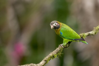 Kahverengi başlıklı papağan, Afrika ve Yeni Dünya papağanı olan Psittacidae familyasından Arinae familyasından bir kuş türü. Meksika 'dan Kolombiya' ya kadar her yerde bulunur..