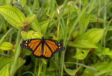 Kral kelebeği Nymphalidae familyasından sınıflandırılmış bir kelebek türüdür. Kral kelebekleri Kanada, Amerika Birleşik Devletleri, Yeni Zelanda, Avustralya, Kanarya Adaları, Azorlar ve Batı Avrupa 'da yaşar..