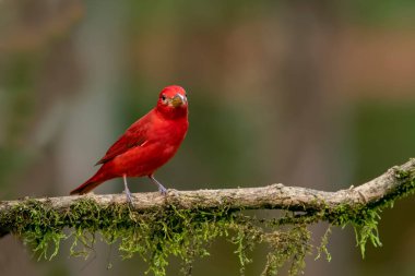 Yaz tangası. Yaz tangası orta büyüklükte bir Amerikan ötücü kuşudur. Daha önce tanager familyasına yerleştirilmiş olan aile, şimdi ana ailede sınıflandırılmıştır. Tüylerin tüyleri ve sesleri diğer türlere benzer. 