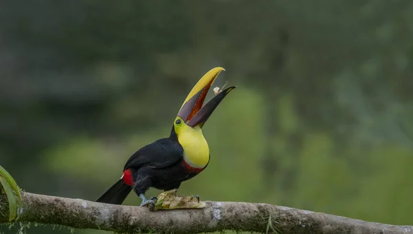 Chestnut Jawed Toucan Swainson Toucan Subspecies Yellow Throated Toucan Breeds — Stock Photo, Image