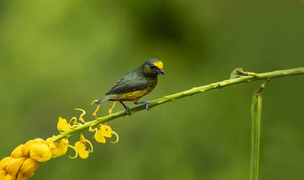 橄榄背的高音是雀鸟科的一种小鸣禽 它是从墨西哥南部到巴拿马西部的加勒比平原和丘陵地带的公认种植者 — 图库照片