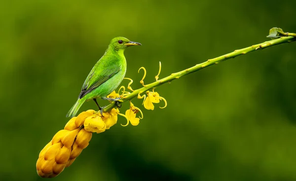 Yeşil Bal Arısı Yeşil Eşekarısı Tanger Ailesinden Küçük Bir Kuş — Stok fotoğraf