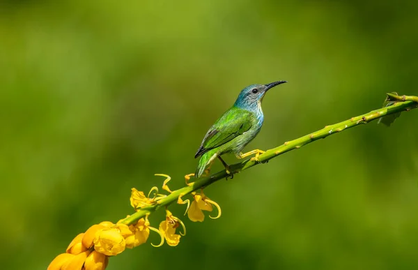 Świecący Ptak Miodowy Świecący Ptak Jest Małym Ptakiem Rodziny Garbarzy — Zdjęcie stockowe