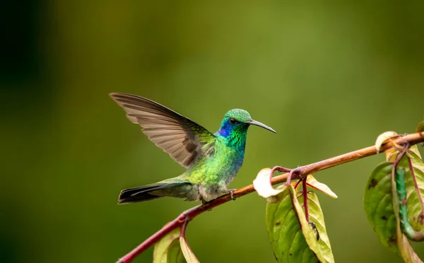 Kolibri Thalassinus Gatunek Ptaków Zielonymi Fioletowymi Uszami Rodziny Kolibrów — Zdjęcie stockowe