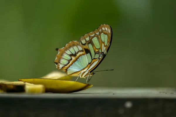 Steleen Cyproeta Una Mariposa Neotropical Con Patas Pincel — Foto de Stock