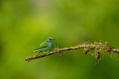 Parlayan bal sarmaşığı, tangacı familyasının küçük bir kuşudur..
