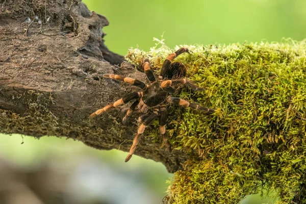 Megaphobema Spider Genus Theraphosidae Family — Stock Photo, Image