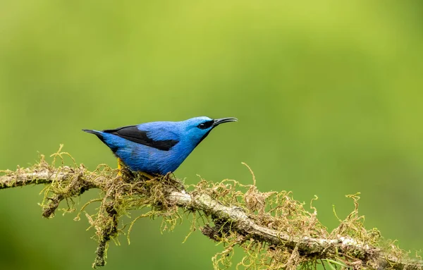 Glowing Honey Vine Small Bird Tanager Family Found Tropical New — Stock Photo, Image