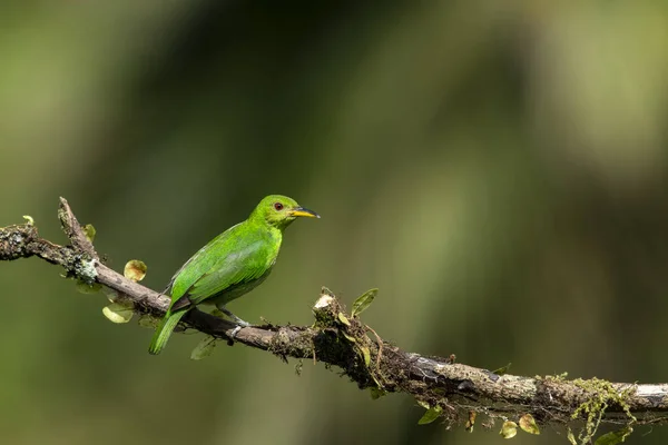 Avispa Verde Pequeño Pájaro Familia Tanager Distribución Geográfica Encuentra Nuevo — Foto de Stock