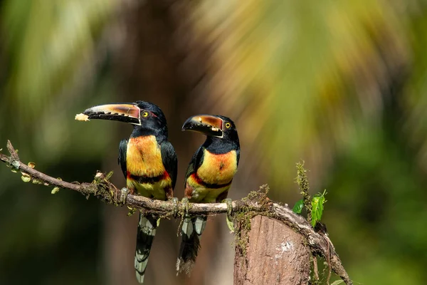 Collared Aracari Collared Aracari Songbird Toucan Family Ramphastidae Found Mexico — Stock Photo, Image